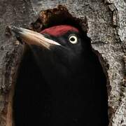 Black Woodpecker