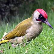 European Green Woodpecker