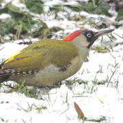 European Green Woodpecker