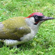 European Green Woodpecker