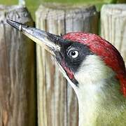 European Green Woodpecker