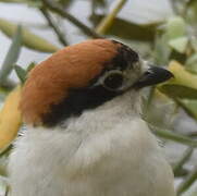 Woodchat Shrike