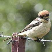 Woodchat Shrike