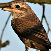 Red-backed Shrike