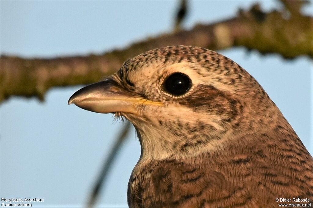 Red-backed Shrikejuvenile