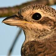 Red-backed Shrike