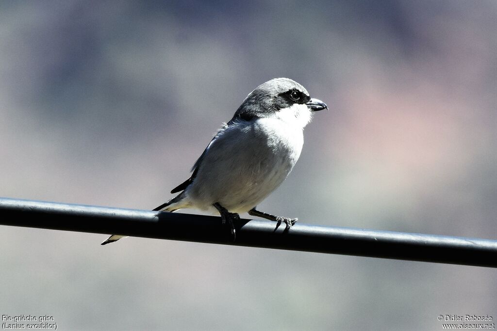 Pie-grièche griseadulte, identification