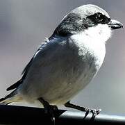 Great Grey Shrike