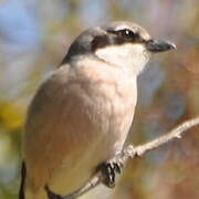 Iberian Grey Shrike