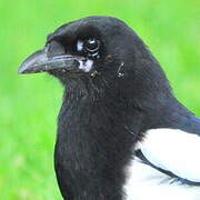 Eurasian Magpie