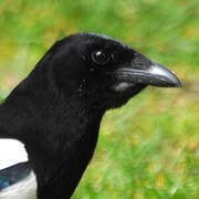 Eurasian Magpie