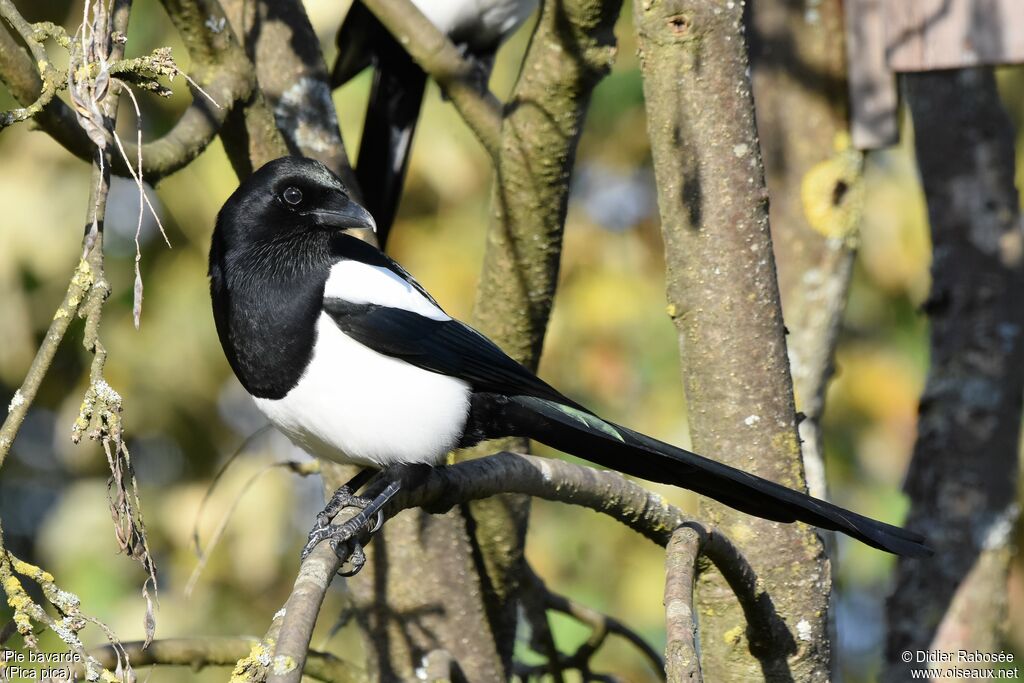 Eurasian Magpieadult