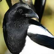 Eurasian Magpie