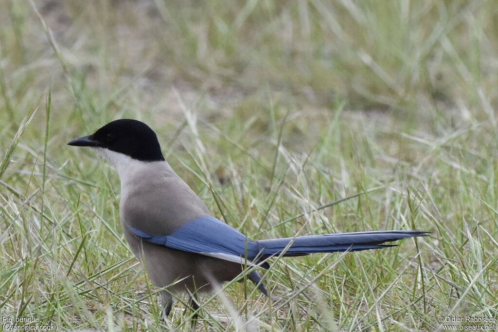 Iberian Magpieadult