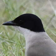 Iberian Magpie