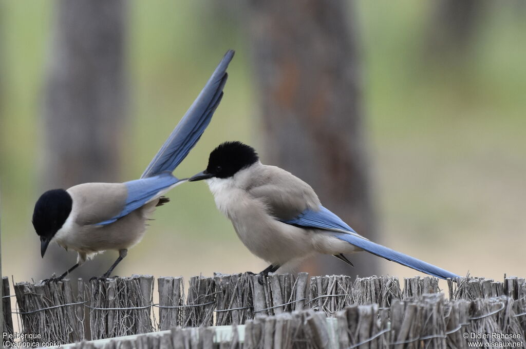 Iberian Magpie, feeding habits