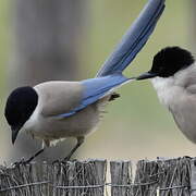 Iberian Magpie