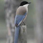 Iberian Magpie