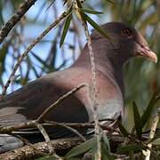 Pigeon à bec rouge