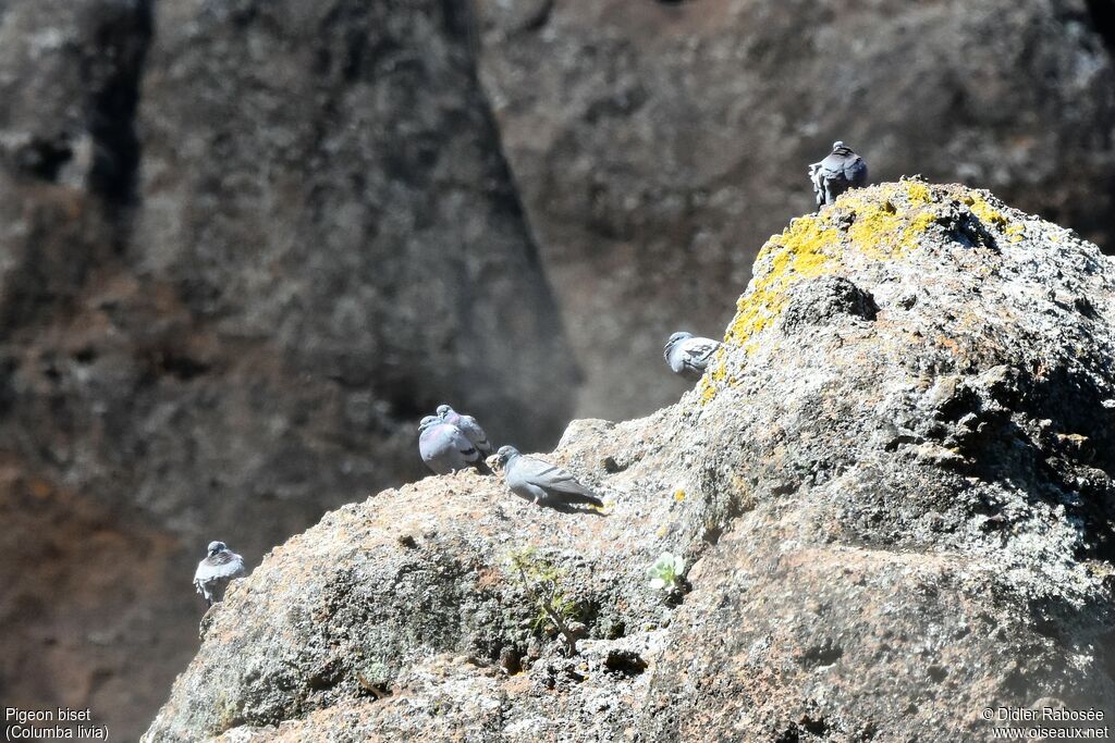 Rock Dove