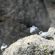 Rock Dove