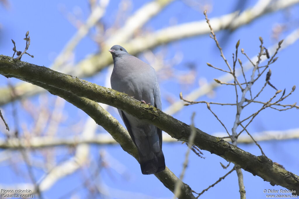 Pigeon colombinadulte nuptial