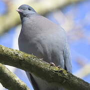 Stock Dove