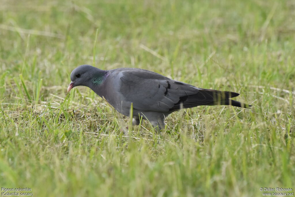 Pigeon colombin