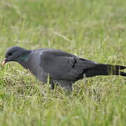 Stock Dove