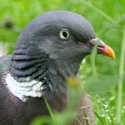 Common Wood Pigeon