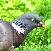 Common Wood Pigeon