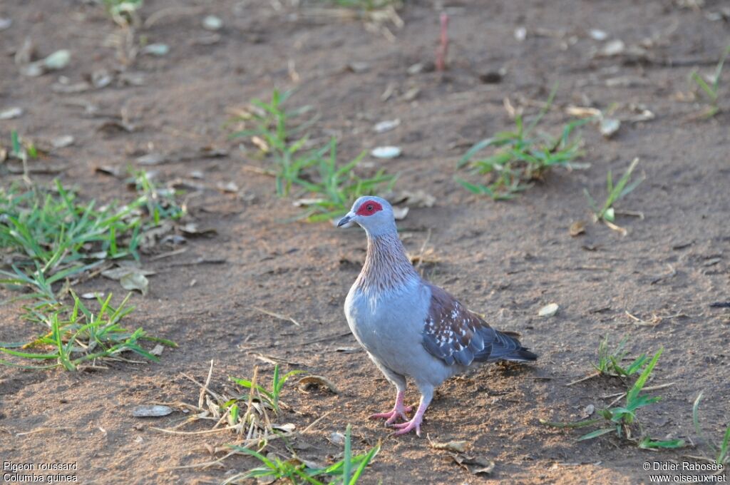 Pigeon roussard