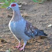 Speckled Pigeon