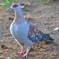 Pigeon roussard