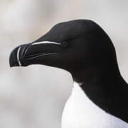 Razorbill