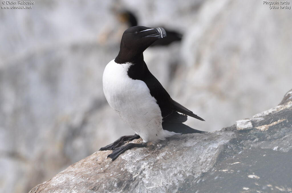 Razorbill