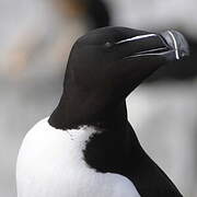 Razorbill