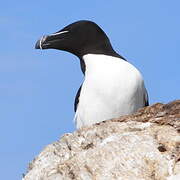 Razorbill