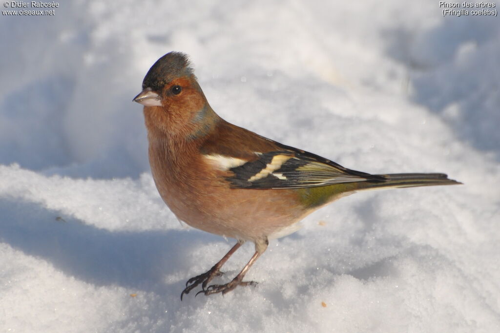 Common Chaffinch male