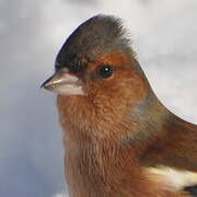 Common Chaffinch