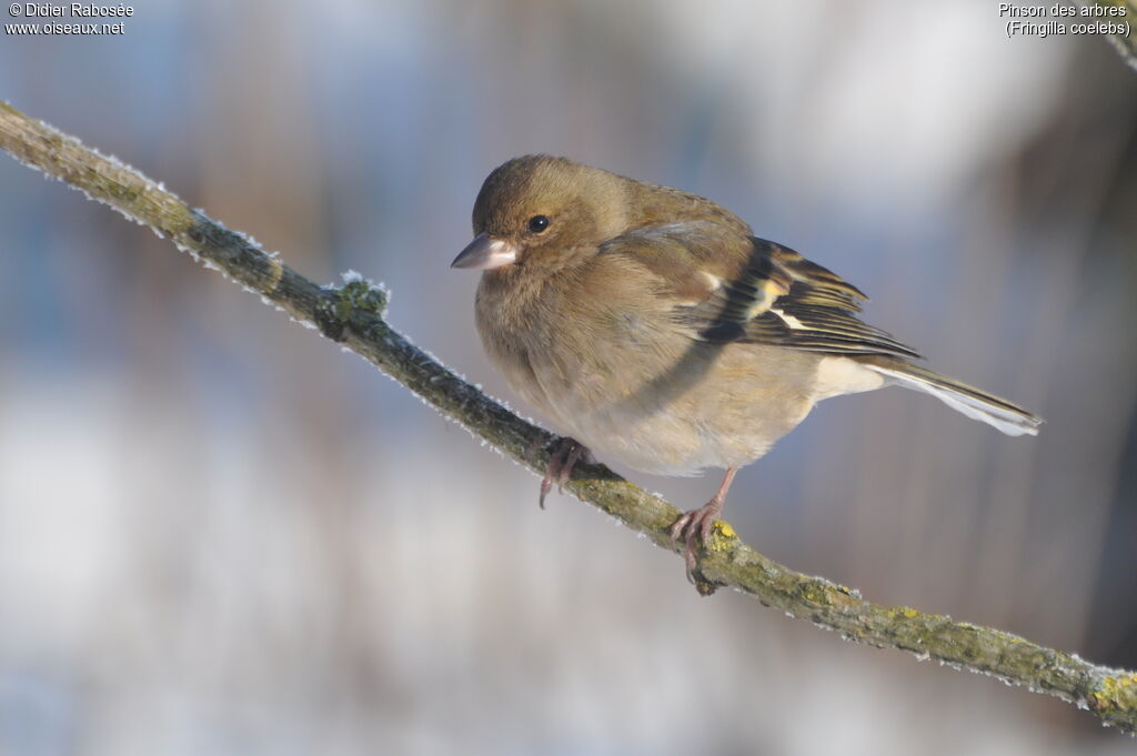 Eurasian Chaffinch female