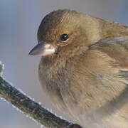 Eurasian Chaffinch