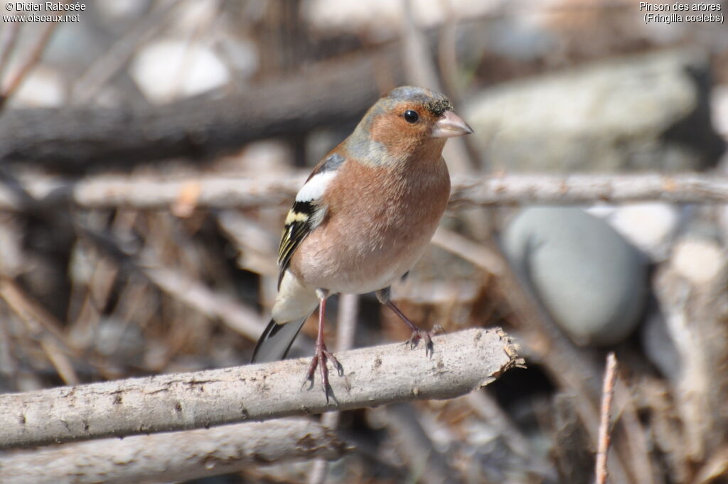 Eurasian Chaffinch male