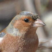 Common Chaffinch