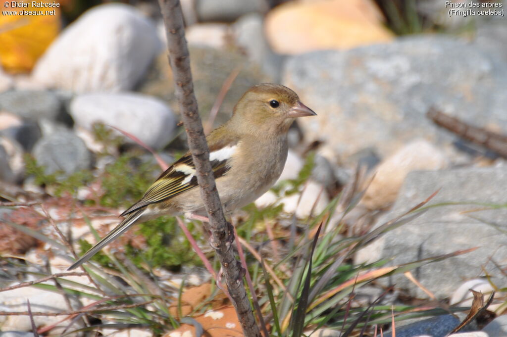 Pinson des arbres femelle