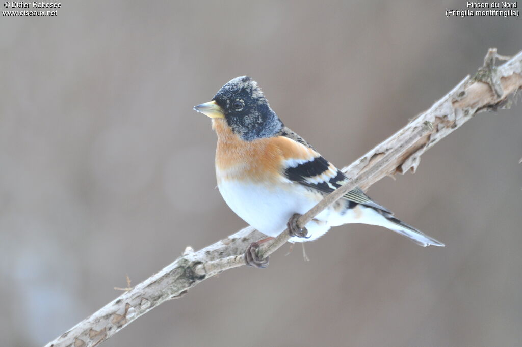 Brambling male