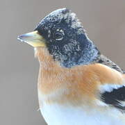 Brambling