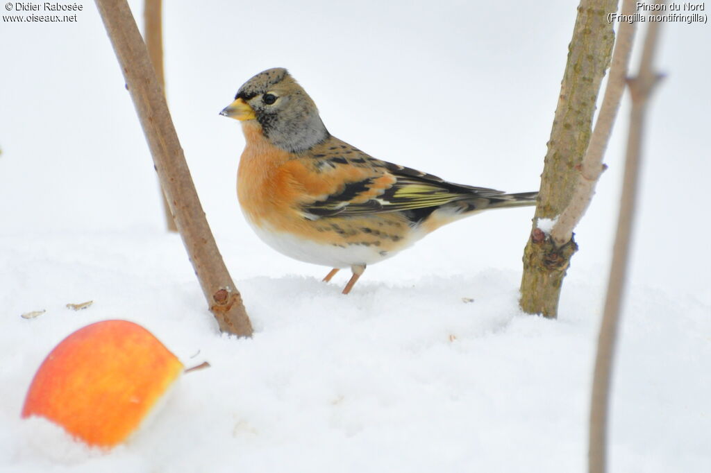 Brambling