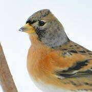 Brambling