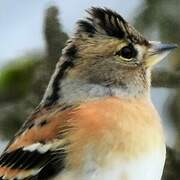 Brambling